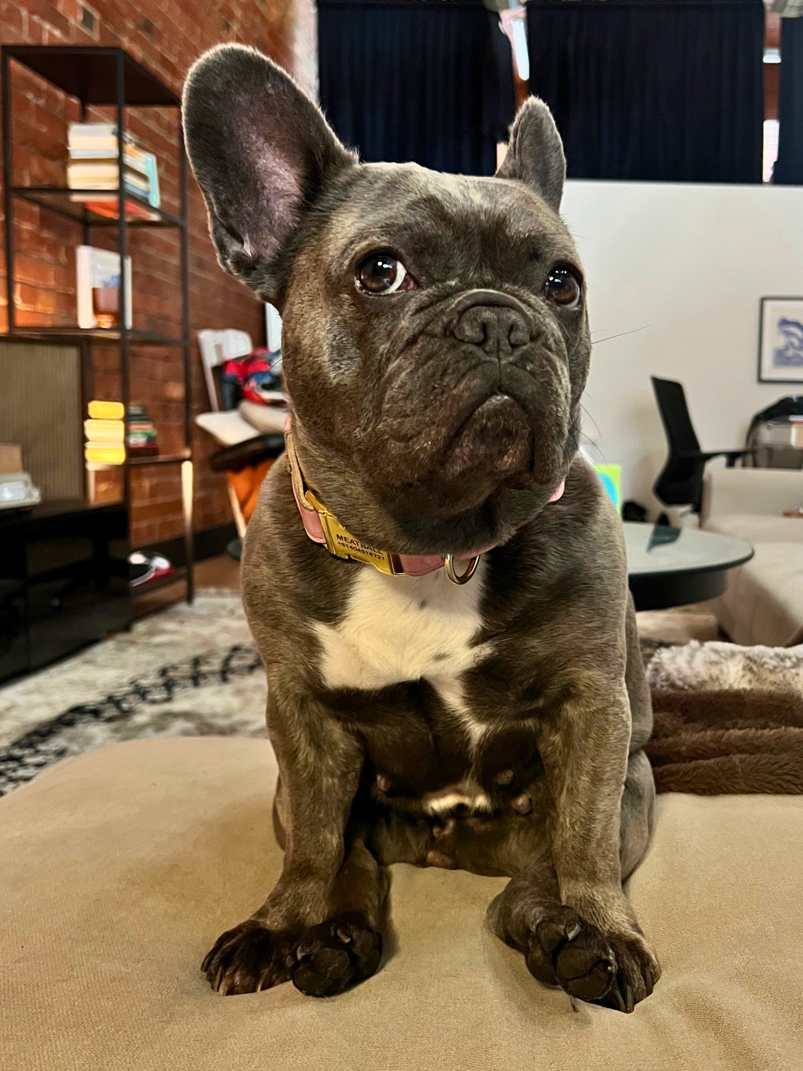 Meatball, the Unison Mental Health office dog