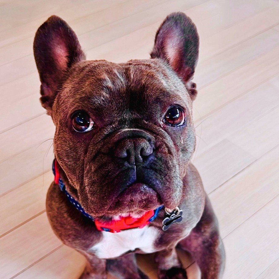 Meatball, the Unison Mental Health office dog